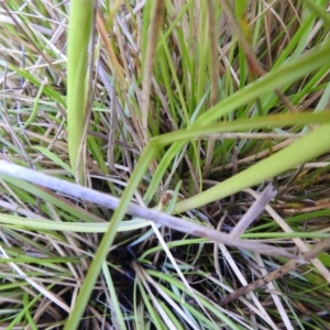 Diuris monticola at Paddys River, ACT - 28 Dec 2021