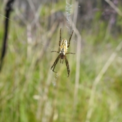 Plebs bradleyi (Enamelled spider) at Paddys River, ACT - 27 Dec 2021 by Liam.m