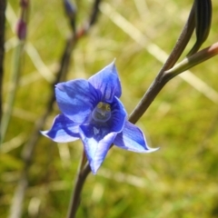 Thelymitra cyanea (Veined Sun Orchid) at Paddys River, ACT - 28 Dec 2021 by Liam.m