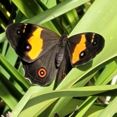 Tisiphone abeona (Varied Sword-grass Brown) at Ulladulla, NSW - 28 Dec 2021 by trevorpreston