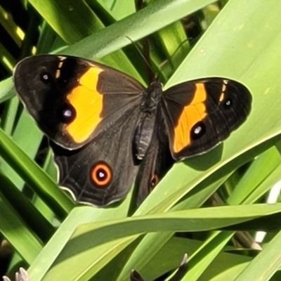 Tisiphone abeona (Varied Sword-grass Brown) at Ulladulla, NSW - 28 Dec 2021 by trevorpreston