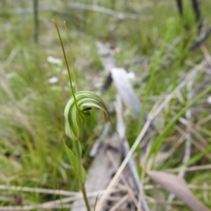 Diplodium decurvum at Paddys River, ACT - 28 Dec 2021