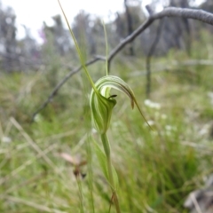 Diplodium decurvum at Paddys River, ACT - 28 Dec 2021