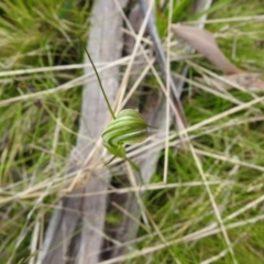 Diplodium decurvum at Paddys River, ACT - 28 Dec 2021