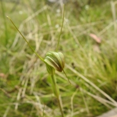 Diplodium decurvum at Paddys River, ACT - 28 Dec 2021