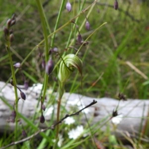 Diplodium decurvum at Paddys River, ACT - 28 Dec 2021