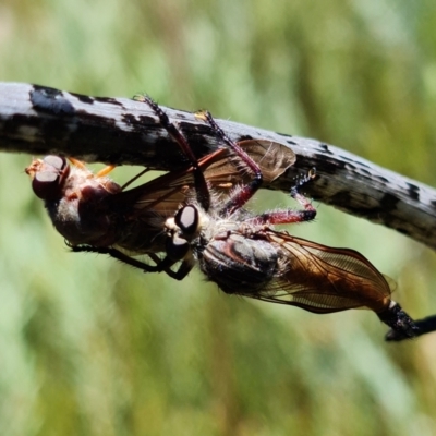 Unidentified Robber fly (Asilidae) at Sassafras, NSW - 20 Dec 2021 by RobG1