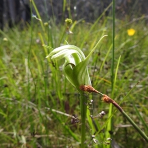 Pterostylis monticola at Paddys River, ACT - 28 Dec 2021