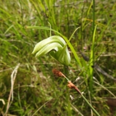 Pterostylis monticola at Paddys River, ACT - suppressed