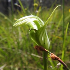 Pterostylis monticola at Paddys River, ACT - suppressed