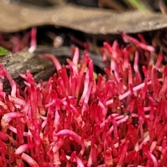 Unidentified Moss / Liverwort / Hornwort at Ulladulla, NSW - 28 Dec 2021 by tpreston