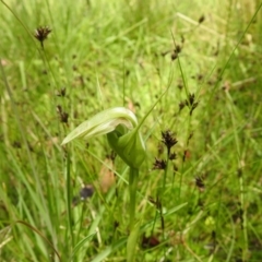 Pterostylis falcata (Sickle Greenhood) at Paddys River, ACT - 27 Dec 2021 by Liam.m