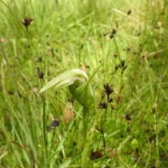 Pterostylis falcata (Sickle Greenhood) at Paddys River, ACT - 28 Dec 2021 by Liam.m