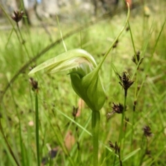 Pterostylis falcata at Paddys River, ACT - suppressed