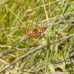 Heteronympha cordace at Paddys River, ACT - suppressed