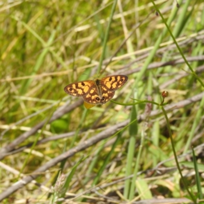 Heteronympha cordace (Bright-eyed Brown) at Paddys River, ACT - 28 Dec 2021 by Liam.m