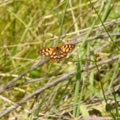 Heteronympha cordace (Bright-eyed Brown) at Paddys River, ACT - 27 Dec 2021 by Liam.m