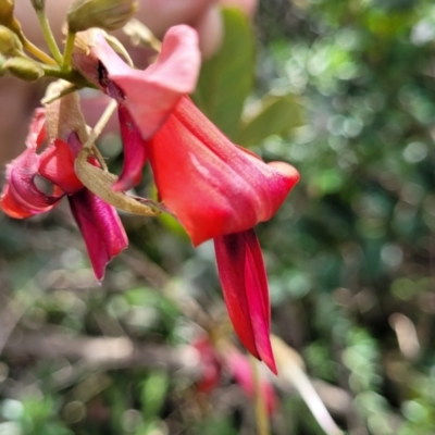 Kennedia rubicunda (Dusky Coral Pea) at Coomee Nulunga Cultural Walking Track - 28 Dec 2021 by tpreston