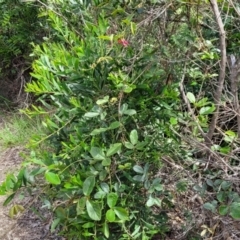 Kennedia rubicunda at Ulladulla, NSW - 28 Dec 2021