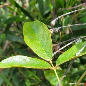 Kennedia rubicunda at Ulladulla, NSW - 28 Dec 2021