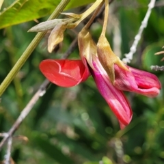 Kennedia rubicunda at Ulladulla, NSW - 28 Dec 2021