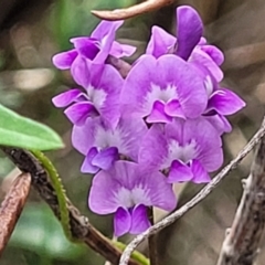 Glycine microphylla (Small-leaf Glycine) at Ulladulla, NSW - 28 Dec 2021 by trevorpreston