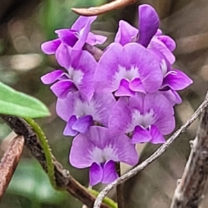 Glycine microphylla at Ulladulla, NSW - 28 Dec 2021 03:02 PM