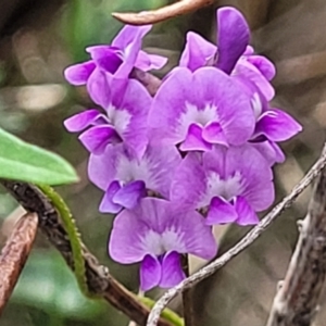 Glycine microphylla at Ulladulla, NSW - 28 Dec 2021