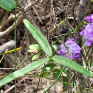 Glycine microphylla at Ulladulla, NSW - 28 Dec 2021