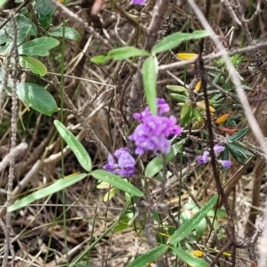 Glycine microphylla at Ulladulla, NSW - 28 Dec 2021