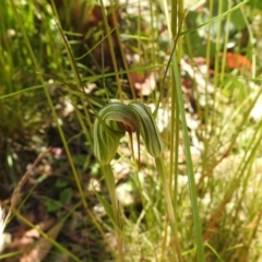 Diplodium sp. (A Greenhood) at Paddys River, ACT - 28 Dec 2021 by Liam.m