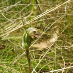 Diplodium aestivum (Long-tongued Summer Greenhood) at Cotter River, ACT - 28 Dec 2021 by Liam.m