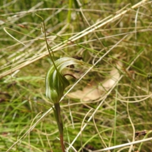 Diplodium aestivum at Cotter River, ACT - 28 Dec 2021