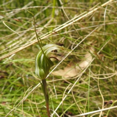 Diplodium aestivum (Long-tongued Summer Greenhood) at Cotter River, ACT - 28 Dec 2021 by Liam.m