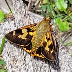 Trapezites iacchoides (TBC) at Coomee Nulunga Cultural Walking Track - 28 Dec 2021 by tpreston