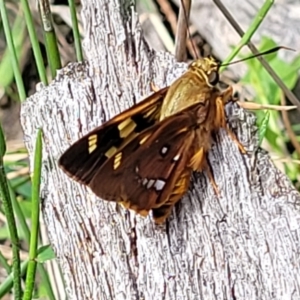 Trapezites symmomus at Ulladulla, NSW - 28 Dec 2021 03:01 PM