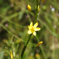 Bulbine sp. at Namadgi National Park - 28 Dec 2021 by Liam.m