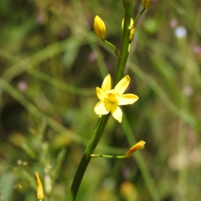 Bulbine sp. at Cotter River, ACT - 28 Dec 2021 by Liam.m