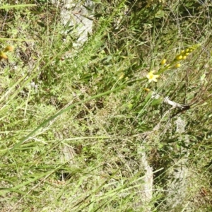 Bulbine sp. at Cotter River, ACT - 28 Dec 2021