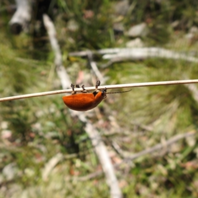 Paropsis augusta (A eucalypt leaf beetle) at Cotter River, ACT - 28 Dec 2021 by Liam.m