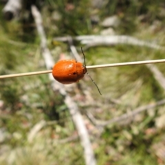 Paropsis augusta at Cotter River, ACT - 28 Dec 2021