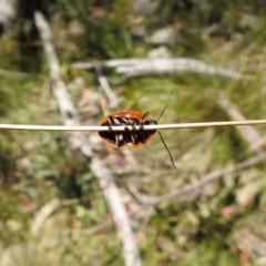 Paropsis augusta at Cotter River, ACT - 28 Dec 2021