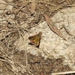 Trapezites phigalioides (Montane Ochre) at Cotter River, ACT - 28 Dec 2021 by Liam.m