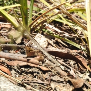 Trapezites phigalioides at Cotter River, ACT - 28 Dec 2021