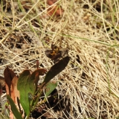 Trapezites phigalioides at Cotter River, ACT - 28 Dec 2021