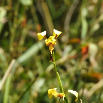 Diuris sulphurea (Tiger Orchid) at Cotter River, ACT - 28 Dec 2021 by Liam.m