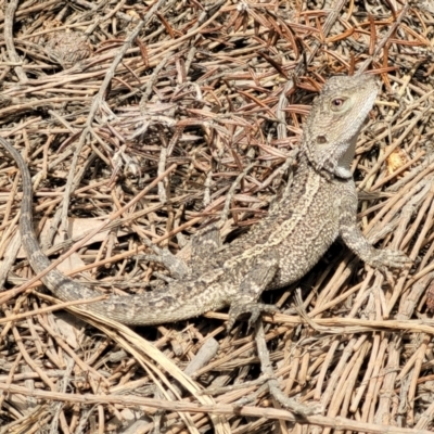 Amphibolurus muricatus (Jacky Lizard) at Coomee Nulunga Cultural Walking Track - 28 Dec 2021 by trevorpreston