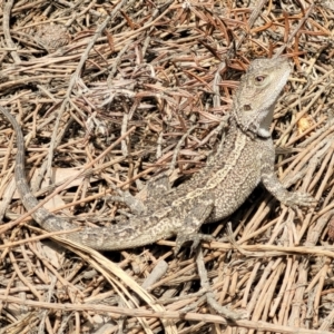 Amphibolurus muricatus at Ulladulla, NSW - 28 Dec 2021