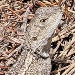 Amphibolurus muricatus at Ulladulla, NSW - 28 Dec 2021