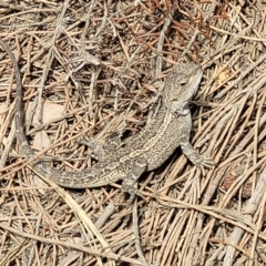 Amphibolurus muricatus at Ulladulla, NSW - 28 Dec 2021
